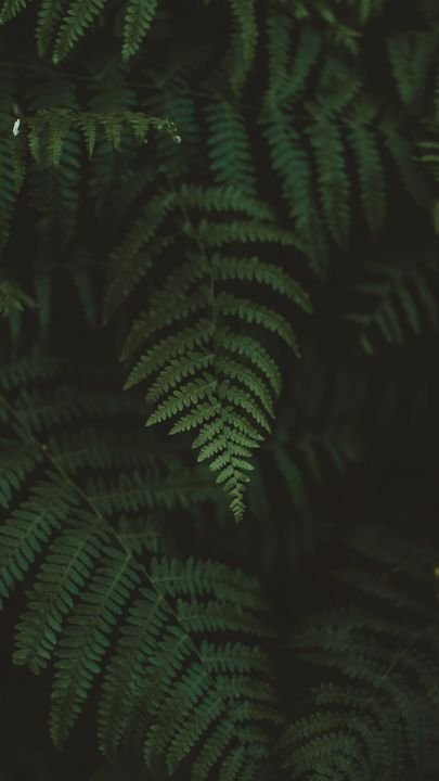 Лист папоротника