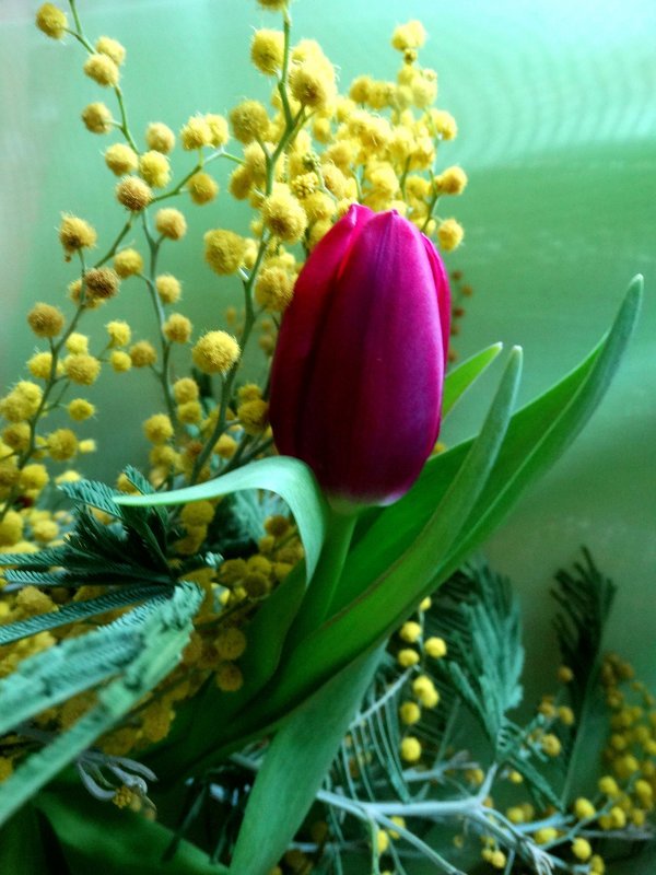 Цветы Мимоза и тюльпаны