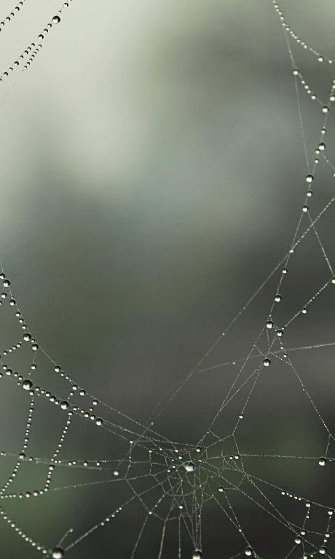 Паутина Макросъемка