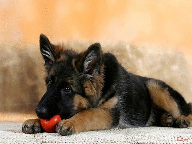 German Shepherd немецкая овчарка щенок