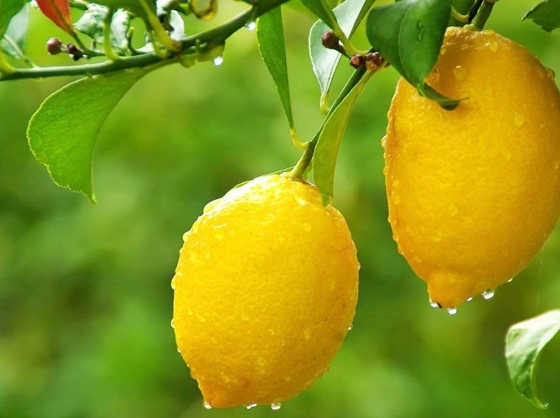 Лимон Новоафонский