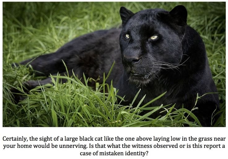 Пума меланист