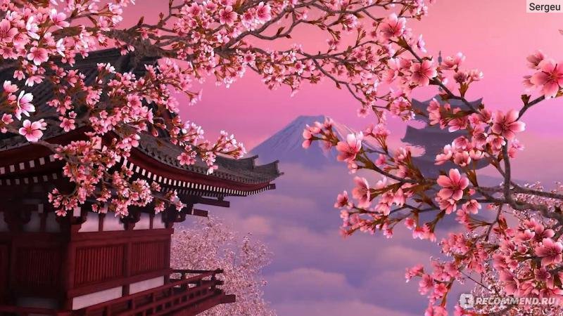 Сакура блоссом