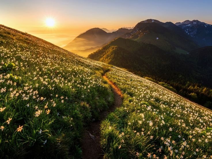 Горный Алтай Альпийские Луга