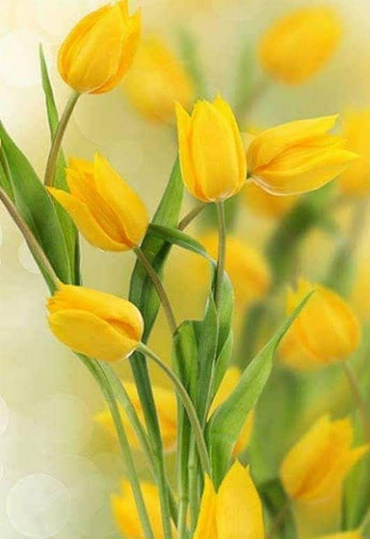 Желтые весенние цветы