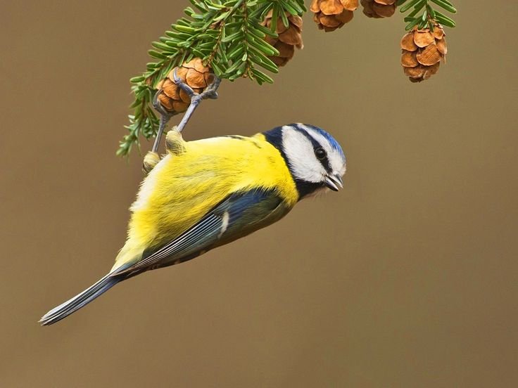 Синичка на ветке