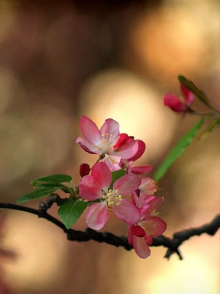 Хонор Сакура