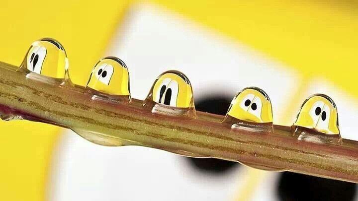 Фотообои смешные