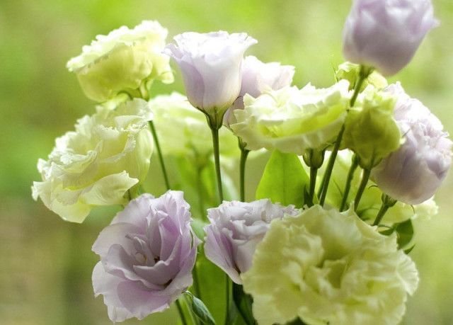 Лизиантусы цветы