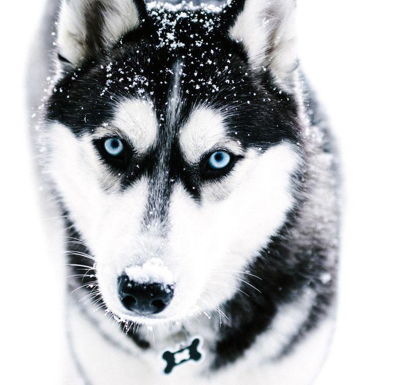 Сибирский хаски