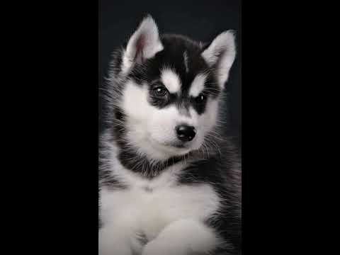 Сибирский хаски маленький