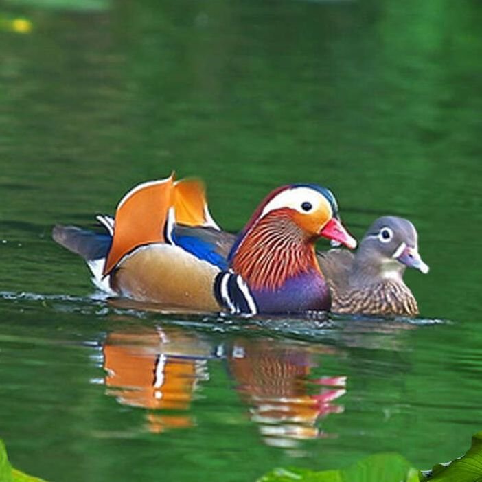 Уточки-мандаринки 2