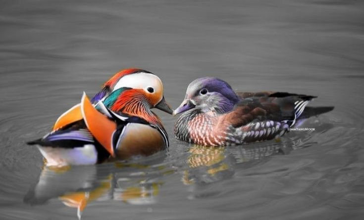 Утки мандаринки фен шуй