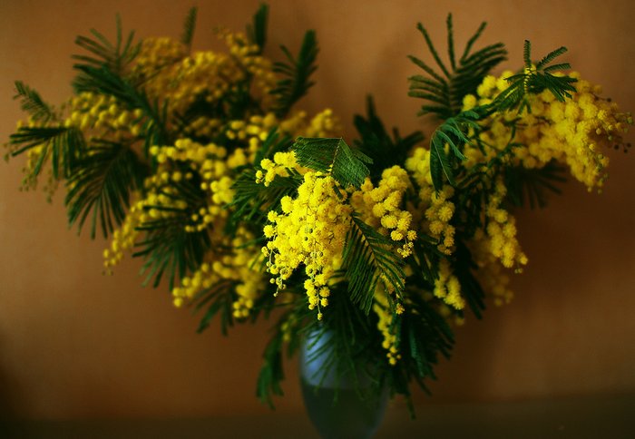 Мимоза хостилис