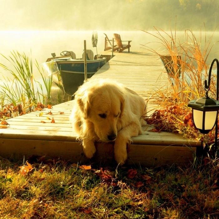 Осень Голден Голден ретривер
