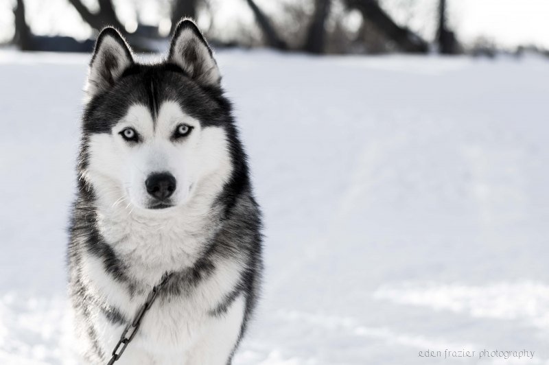 Красивые Сибирские хаски