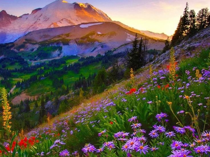 Горный Алтай Альпийские Луга