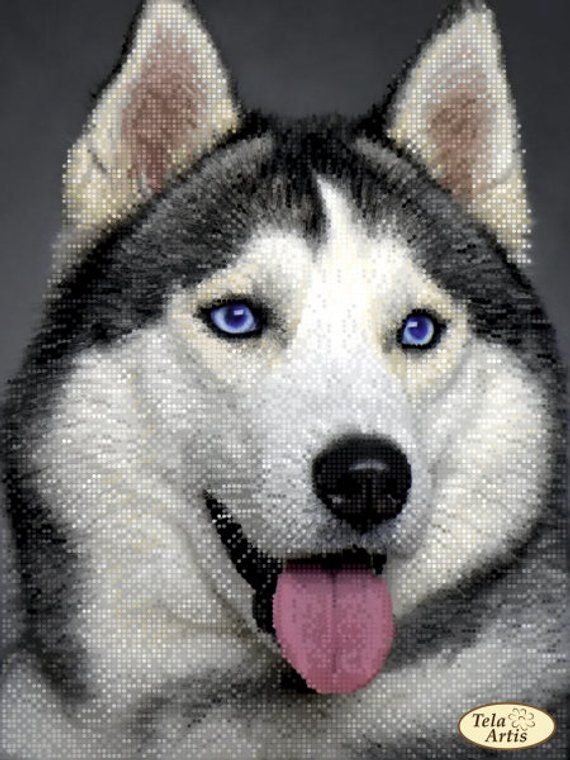 Стандарт Сибирский хаски