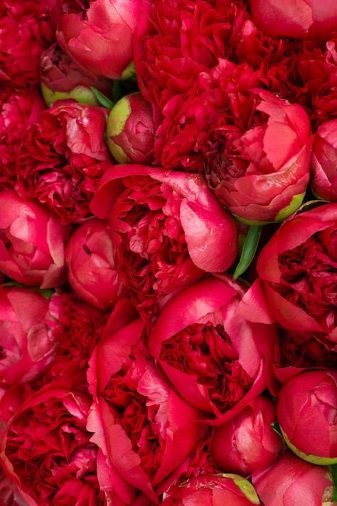 Пион красный