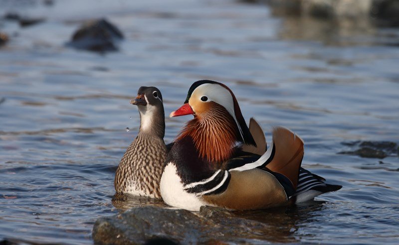 Пара уточек мандаринок