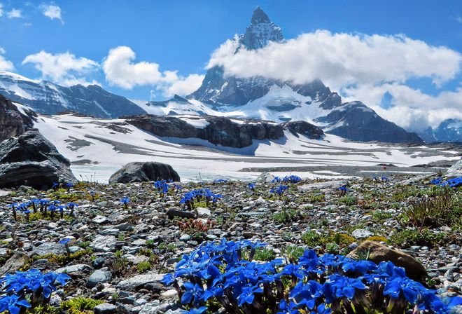 Флора Швейцарии