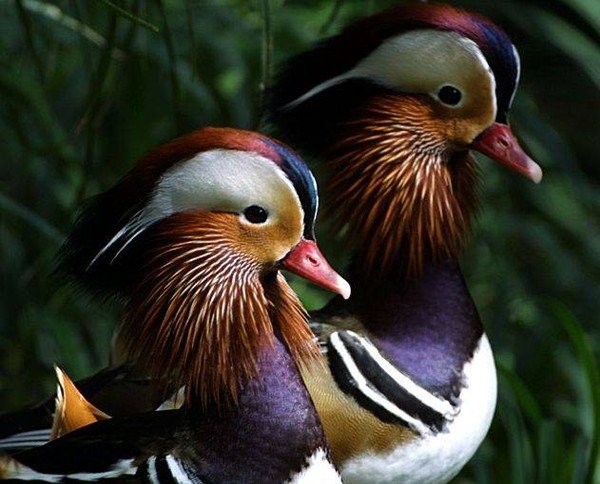 Парные уточки мандаринки