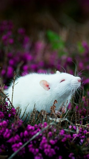 Обои с крысами