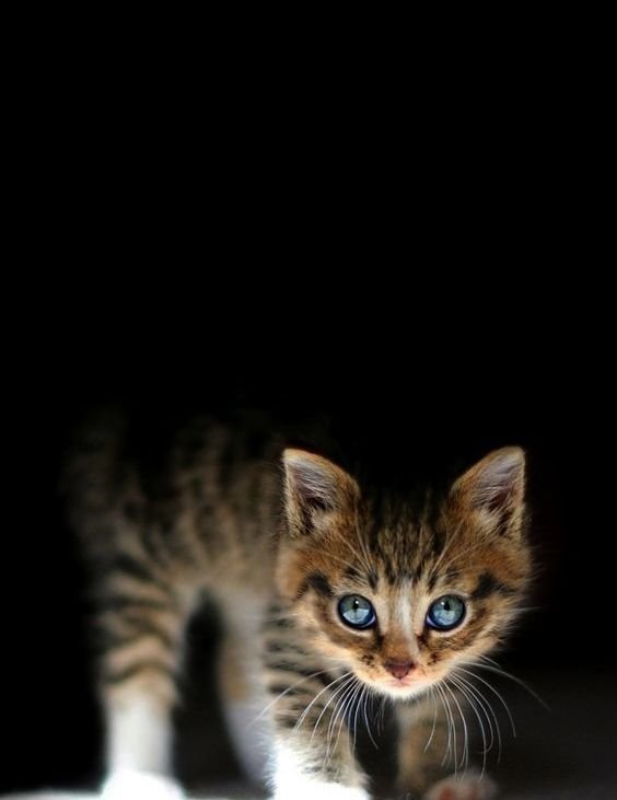 Котята на экране