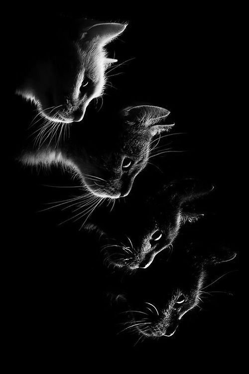 Кошка на черном фоне