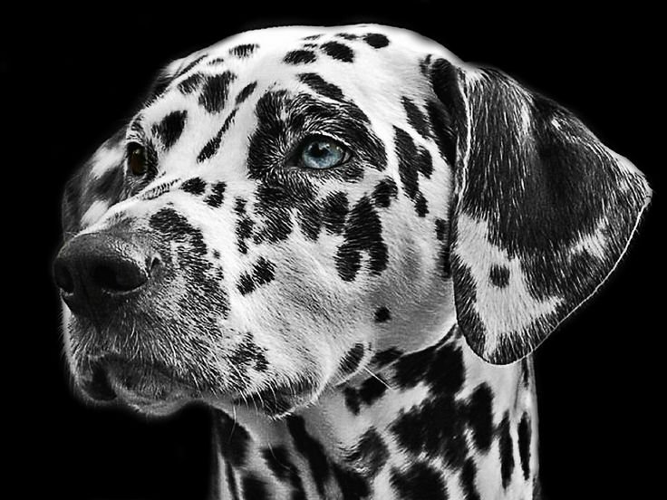 Далматинец дог Королевский