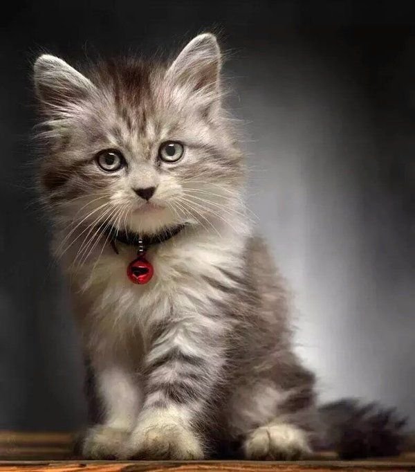 Красивые котики