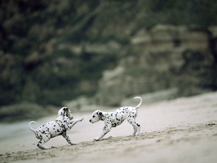 Далматинец на рабочий стол