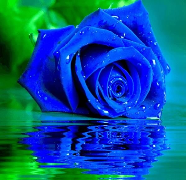 Синяя роза в воде