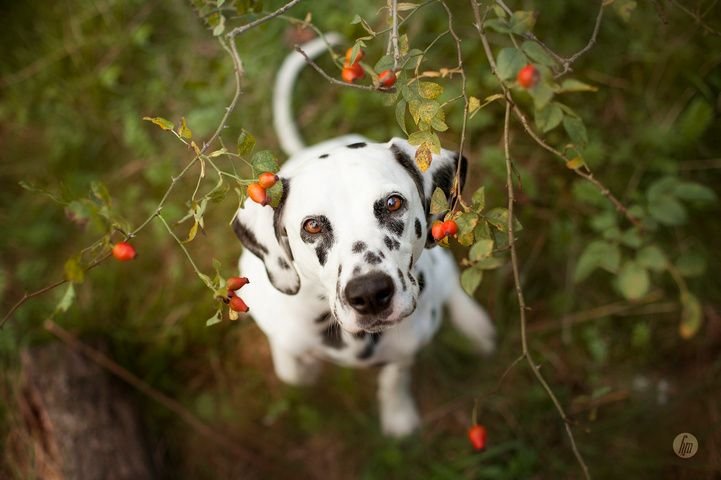 Далматин, щенок