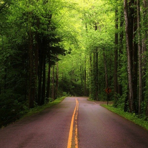 Красивый лес