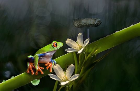 Заставка на рабочий стол лягушка