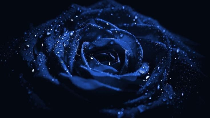 Цветы на черном фоне