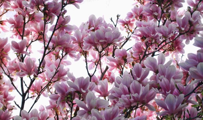 Магнолия грандифлора