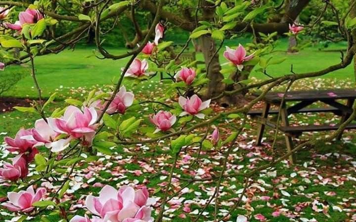 Плантация магнолий