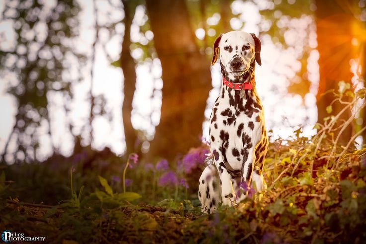 Далматинец сеттер