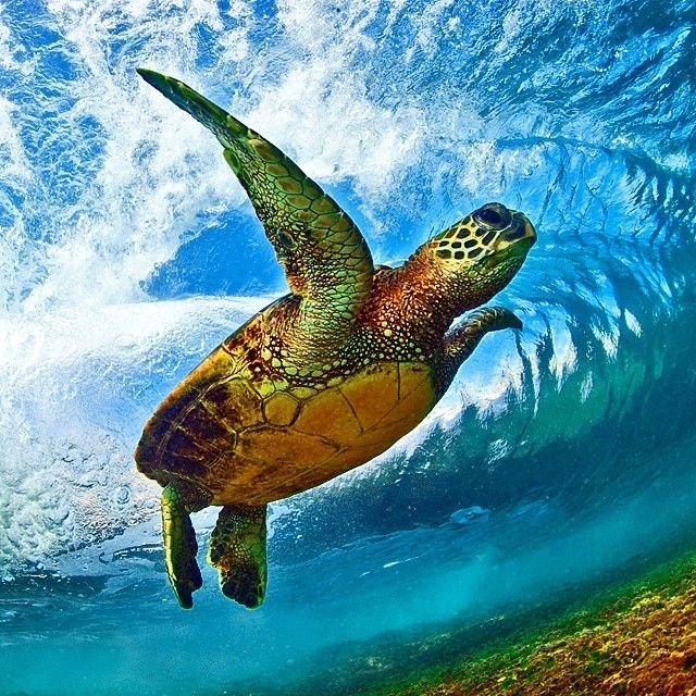 Черепаха плывет