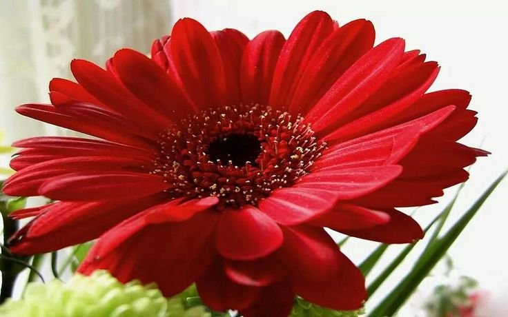 Гербера фламенко