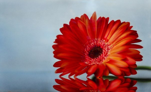 Гербера цветок