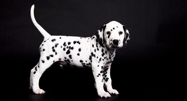 Собака далматинец