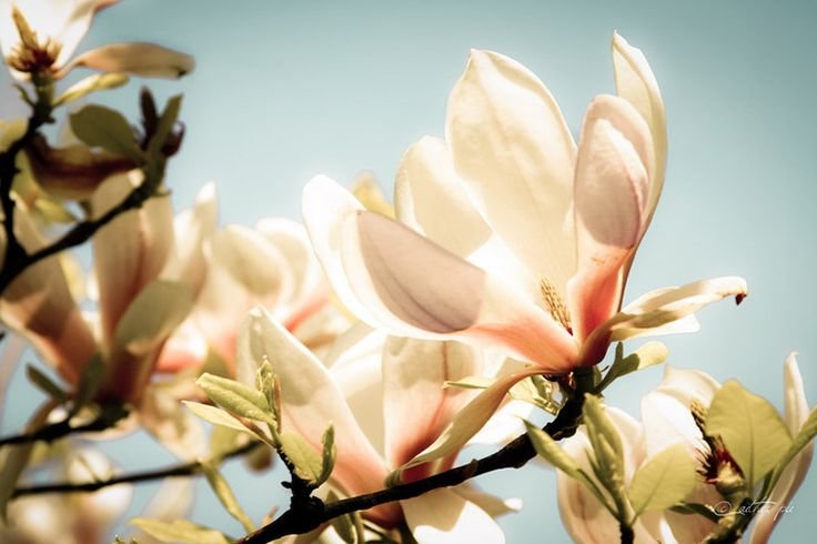 Магнолия Бьюв