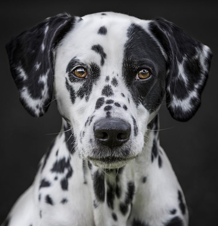 Порода Далматин