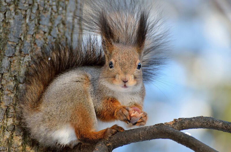 Хохлатая белка