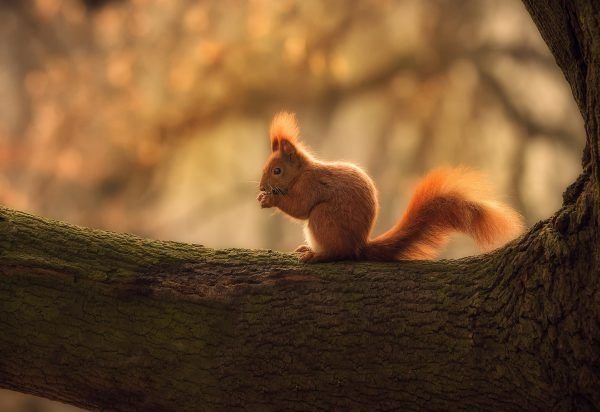 Картинки на рабочий стол белки