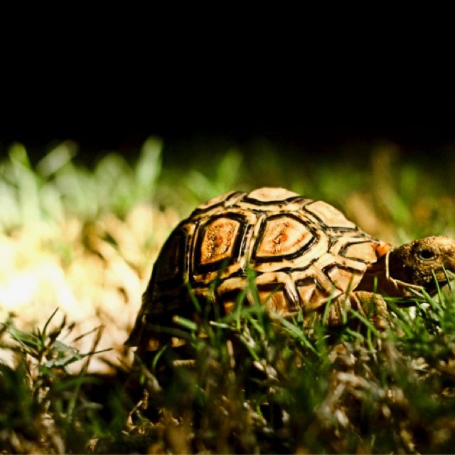 Черепаха обои