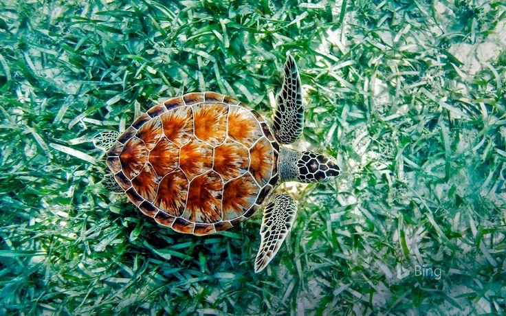 Тортуга черепаха